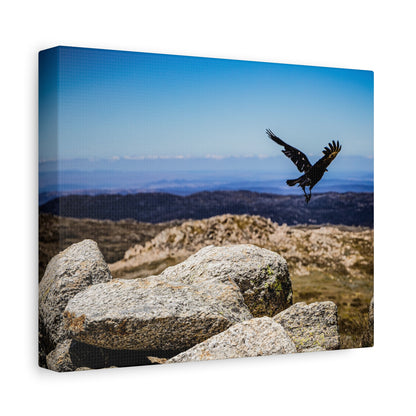 Little Raven Mt Kosciuszko Canvas Print