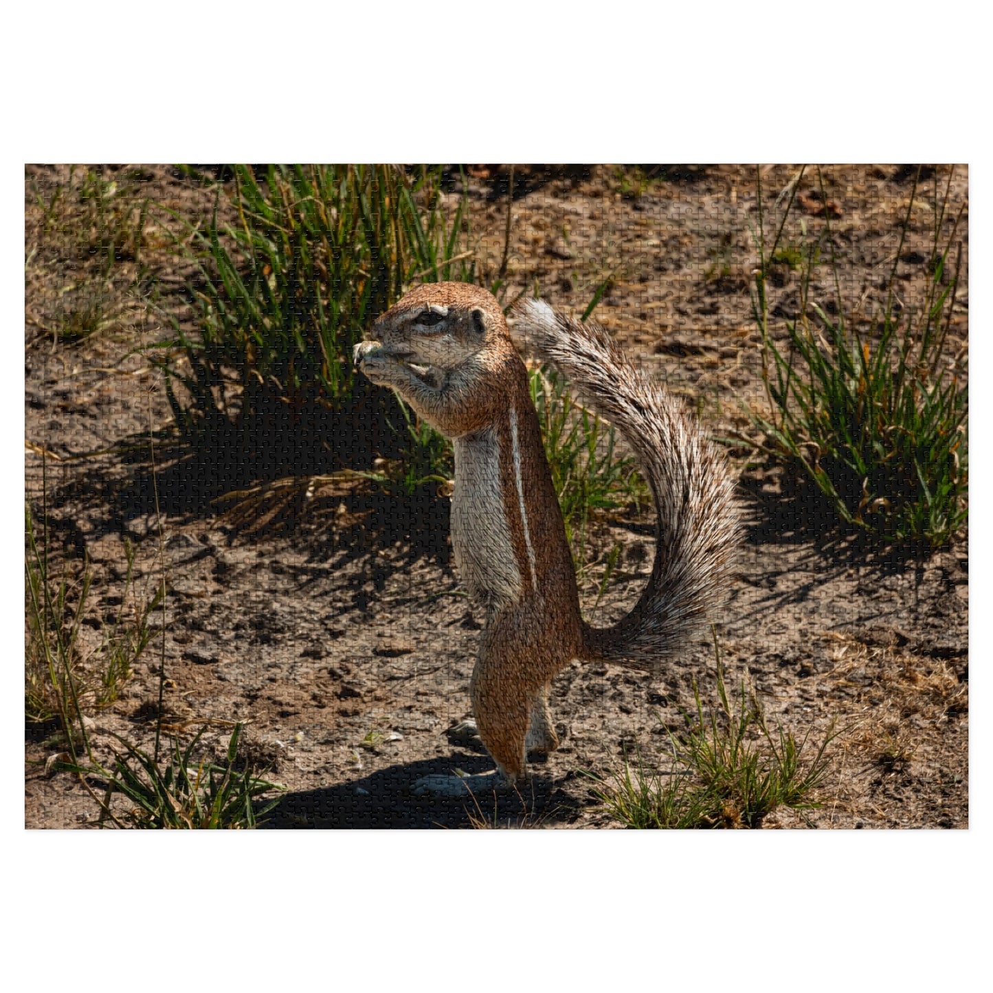 Ground Squirrel Jigsaw Puzzle with Tin 40" x 28" (2000 pcs)