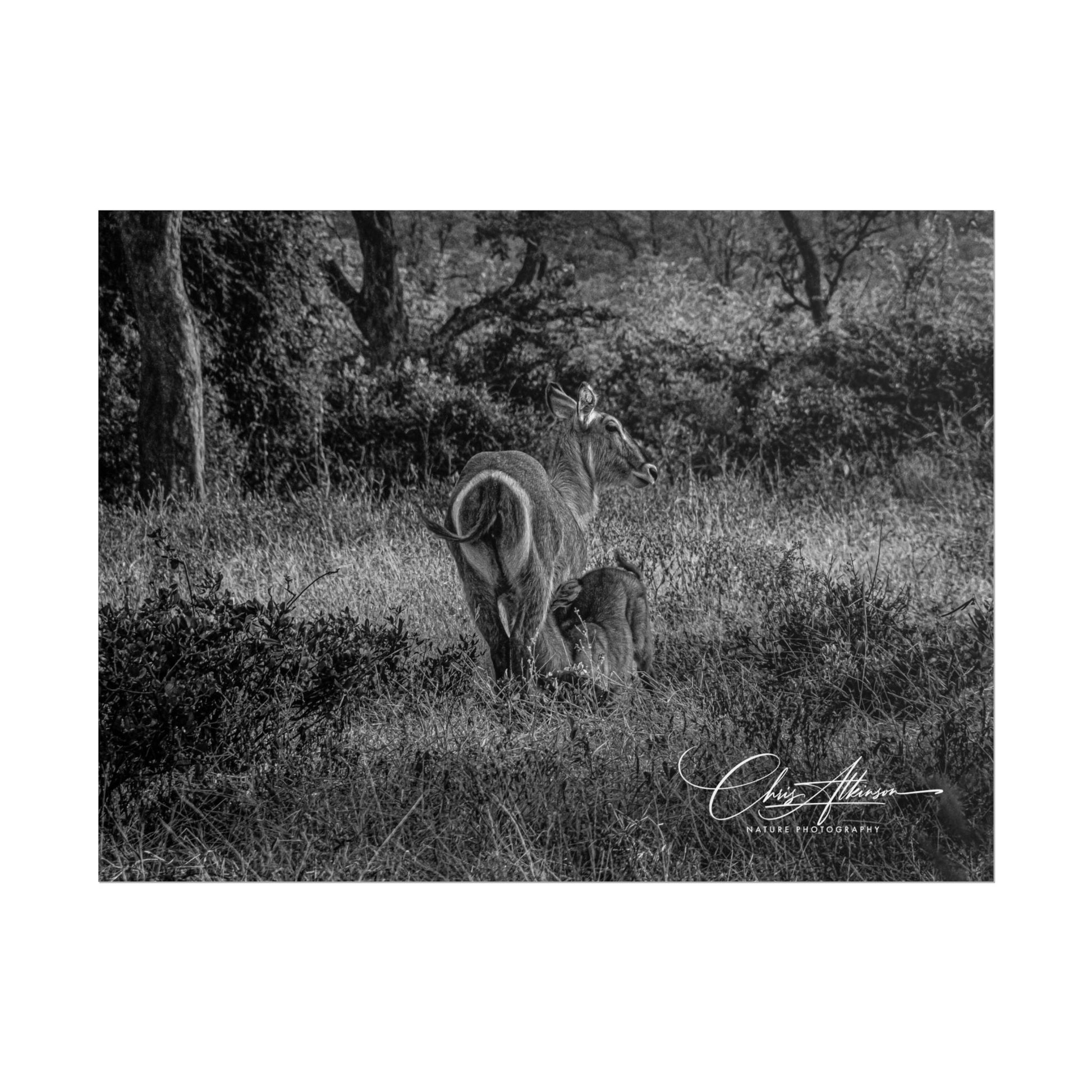 Waterbuck Baby Animal Posters B&W