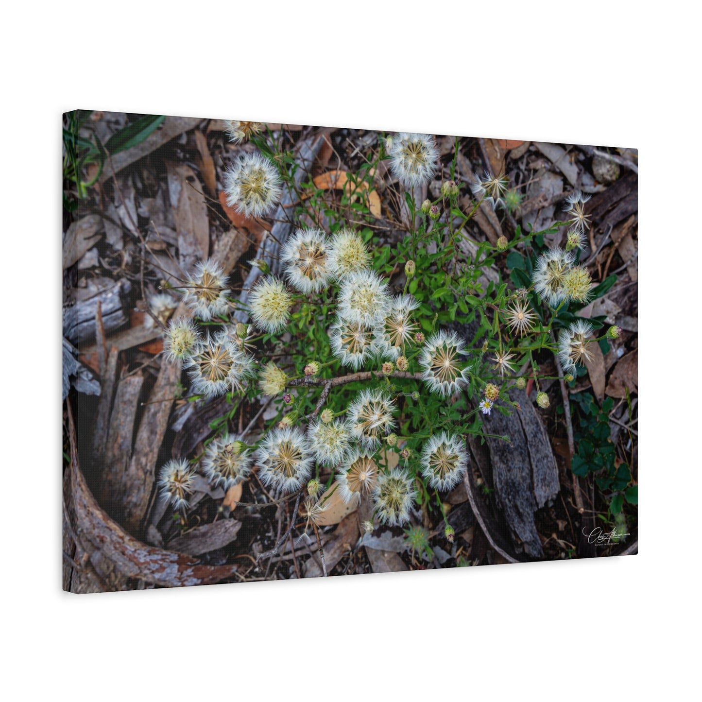 Matte Canvas, Stretched, 1.25" - Australian Wildflower Collection