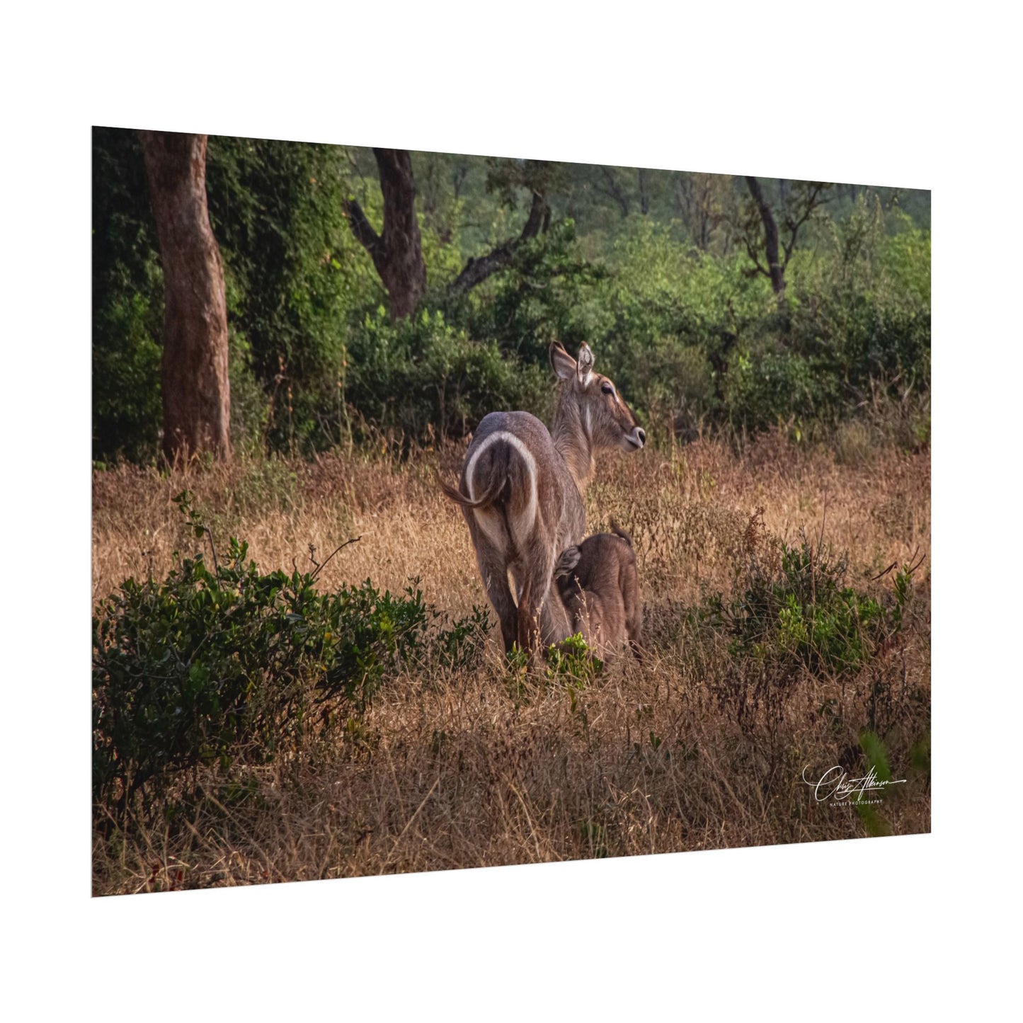 Rolled Posters - Waterbuck and Baby