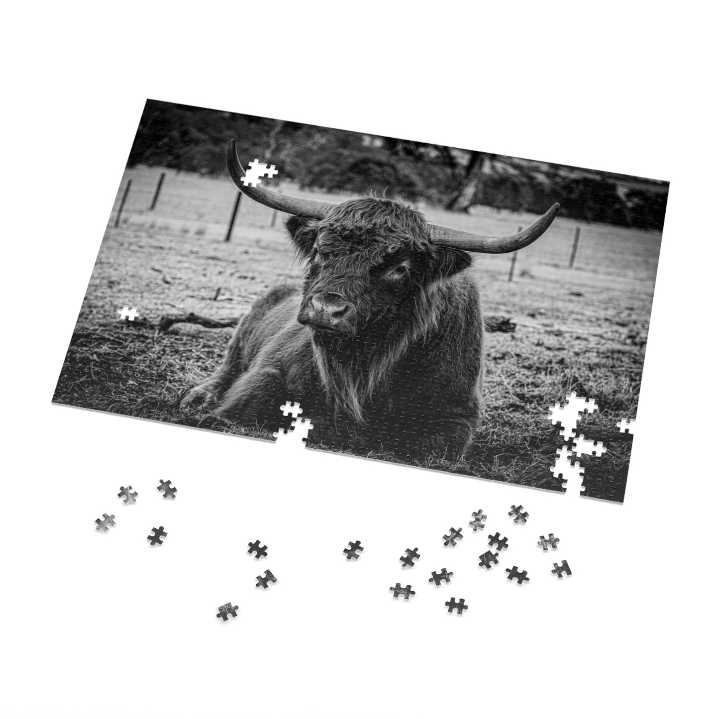 Scottish Highland Cattle Puzzle with Tin B&W