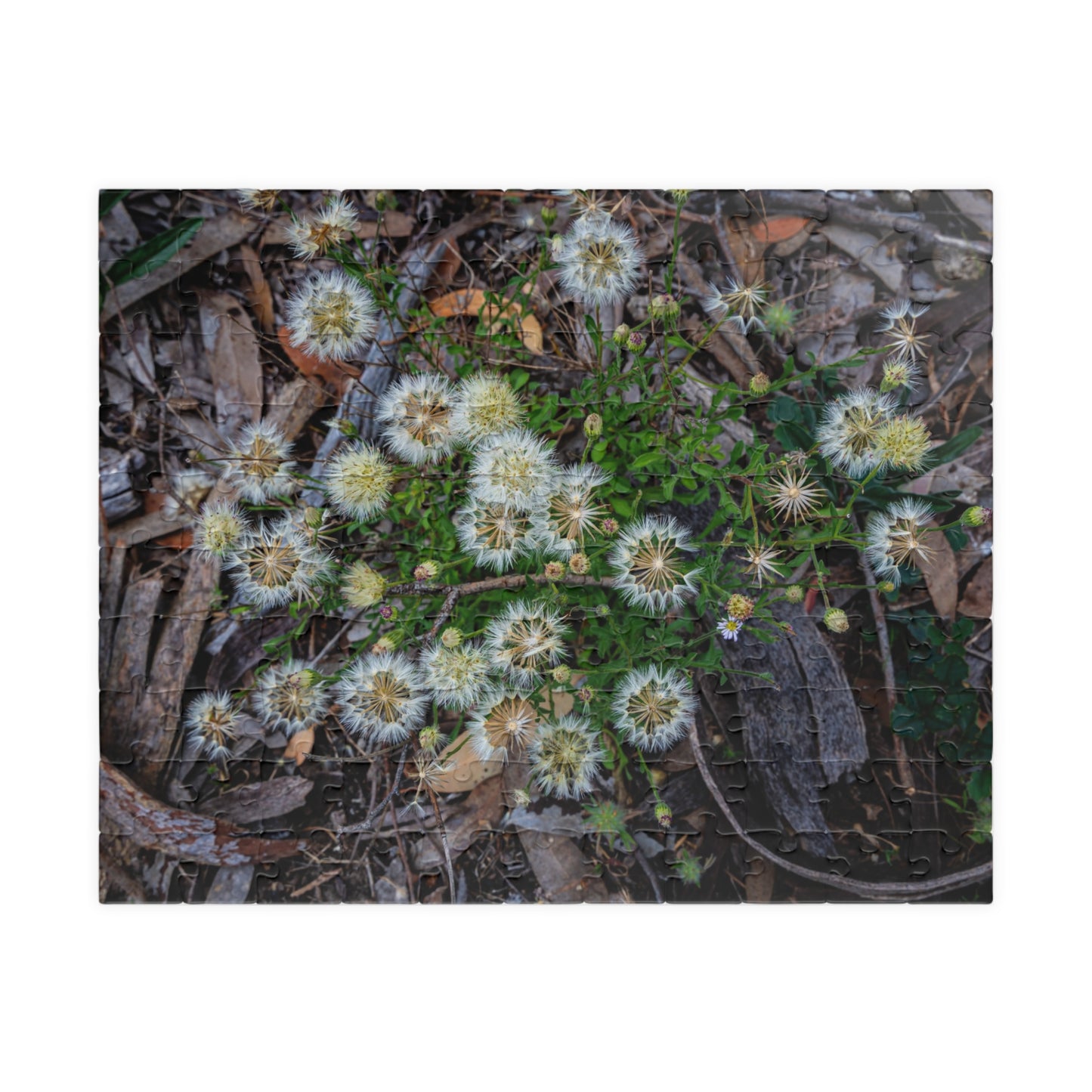 Puzzle (110, 252, 520, 1014-piece) - Australian Wildflower Collection