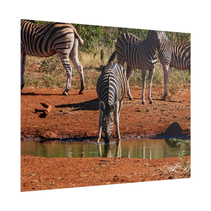 Rolled Posters - Zebra at Waterhole