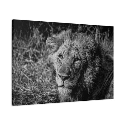 Old Lion Canvas Print B&W