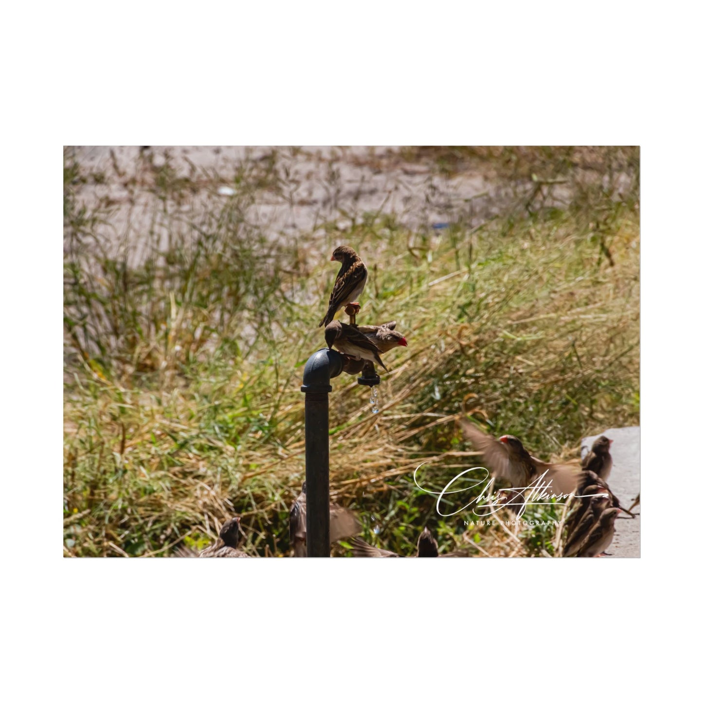 Rolled Posters - Birds and Dripping Tap 7" x 5" (Horizontal) Fine Art