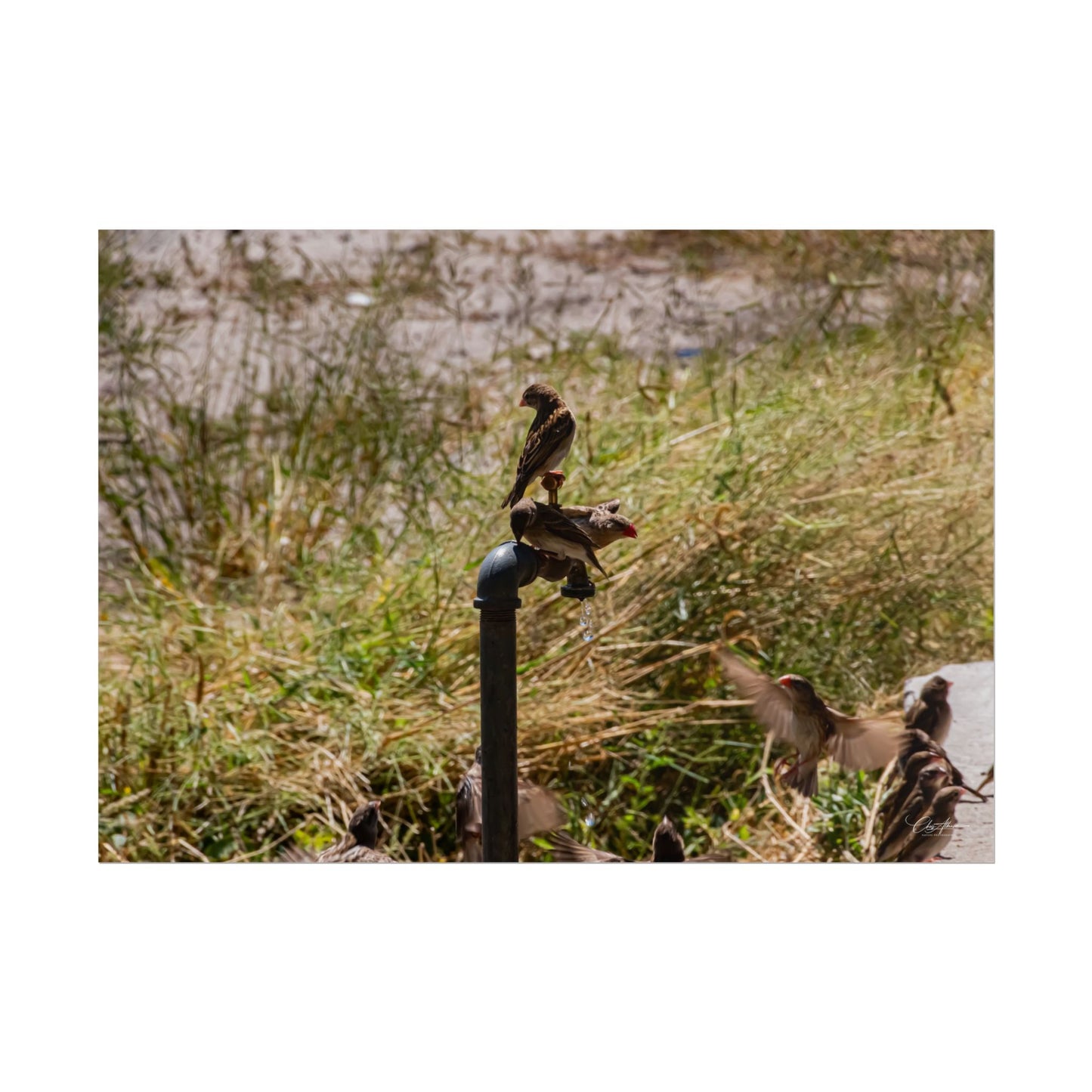 Rolled Posters - Birds and Dripping Tap