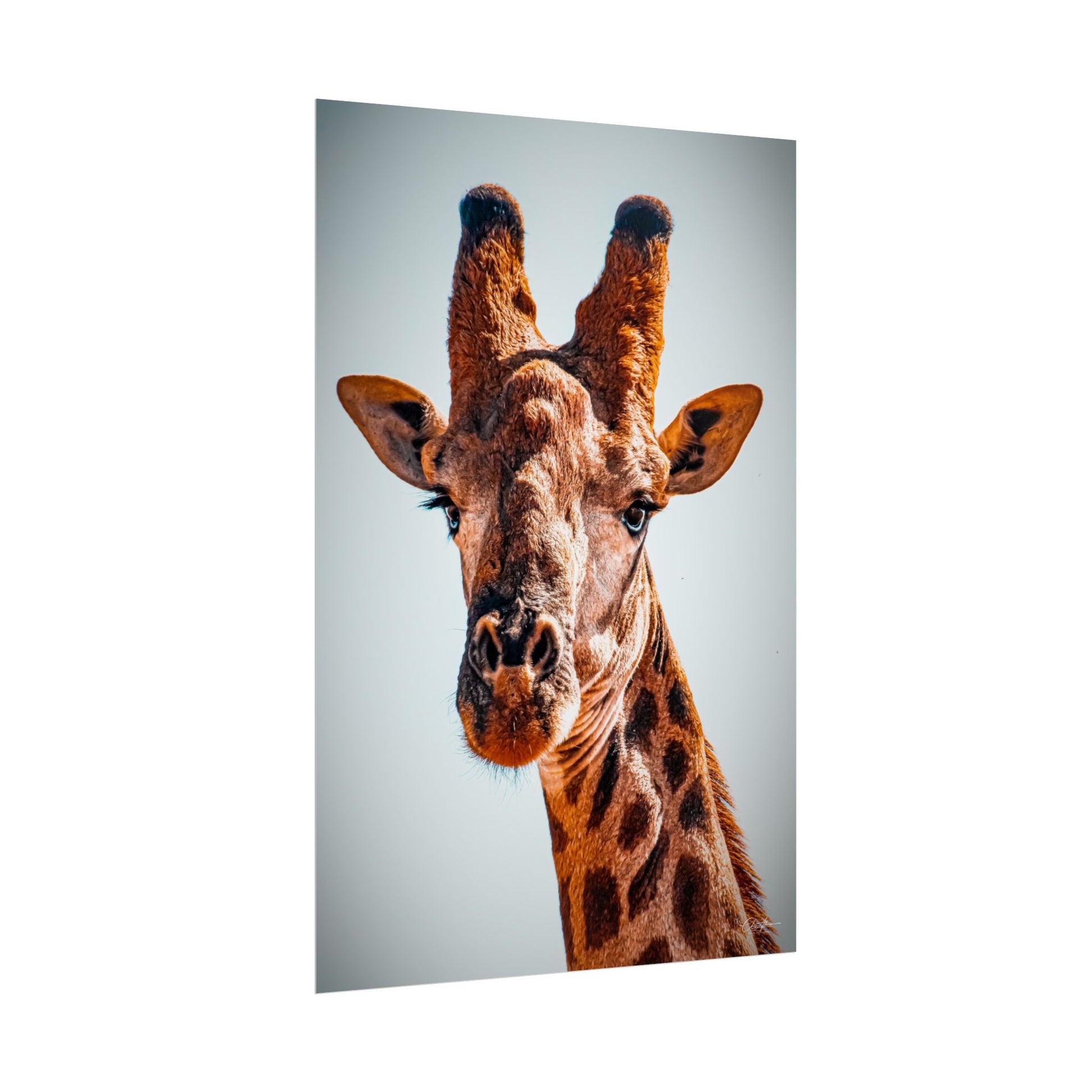 Portrait of Giraffe Poster