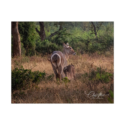 Rolled Posters - Waterbuck and Baby