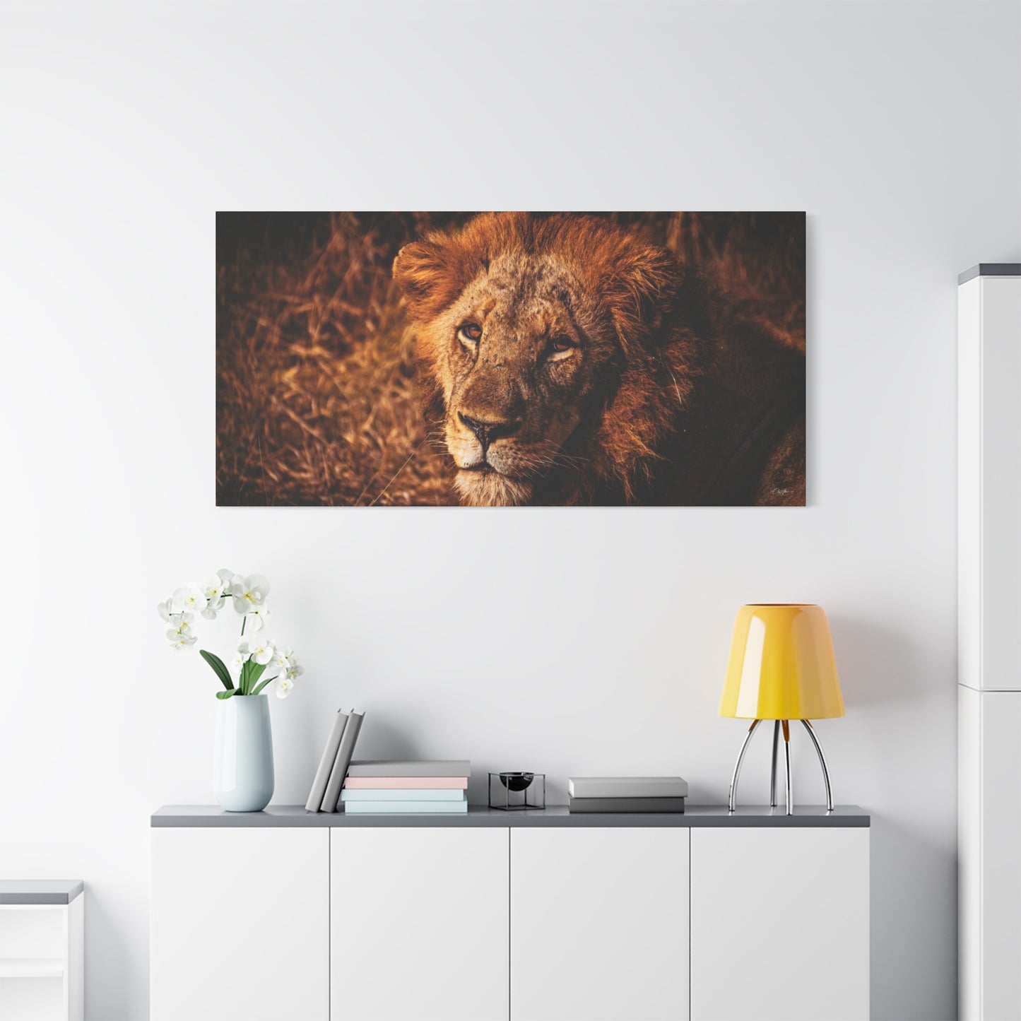 Old Lion Canvas Print