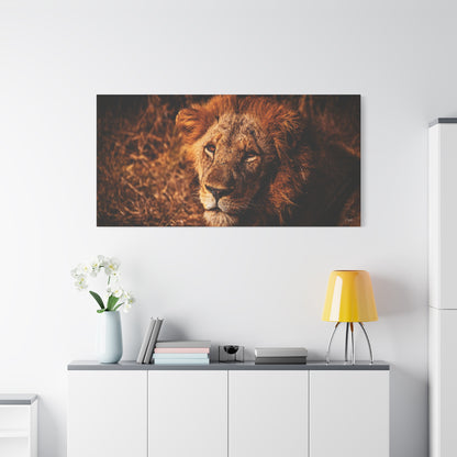 Old Lion Canvas Print