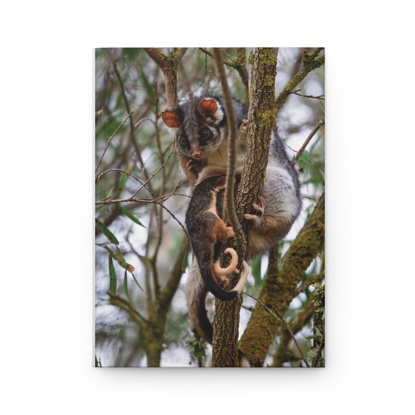 Hardcover Journal Matte - Possum and Joeys