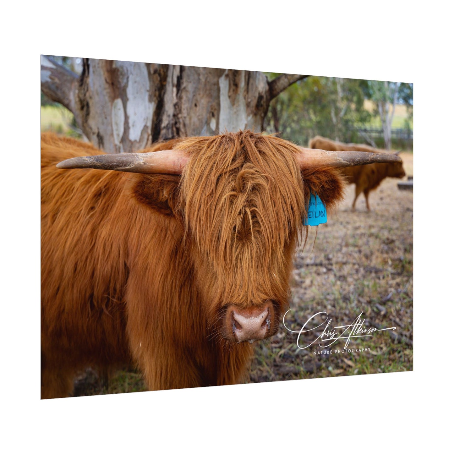 Rolled Posters - Scottish Highland Cattle