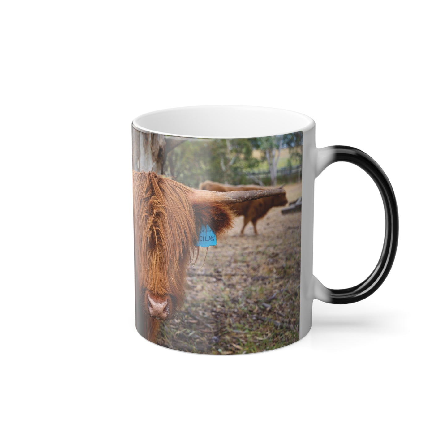 Colour Morphing Mug, 11oz - Scottish Highland Cattle