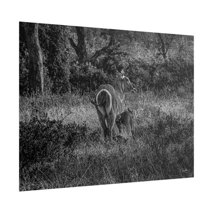 Waterbuck Baby Animal Posters B&W