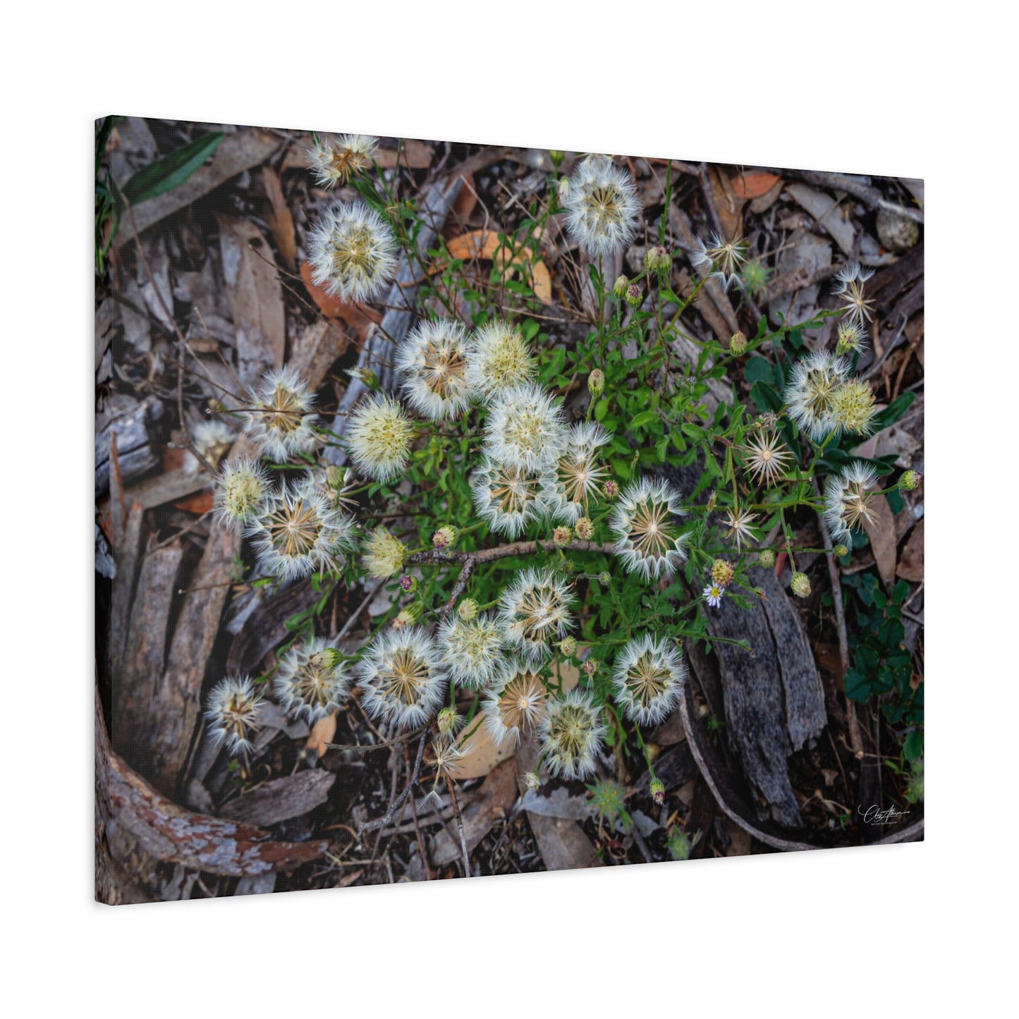 Matte Canvas, Stretched, 1.25" - Australian Wildflower Collection