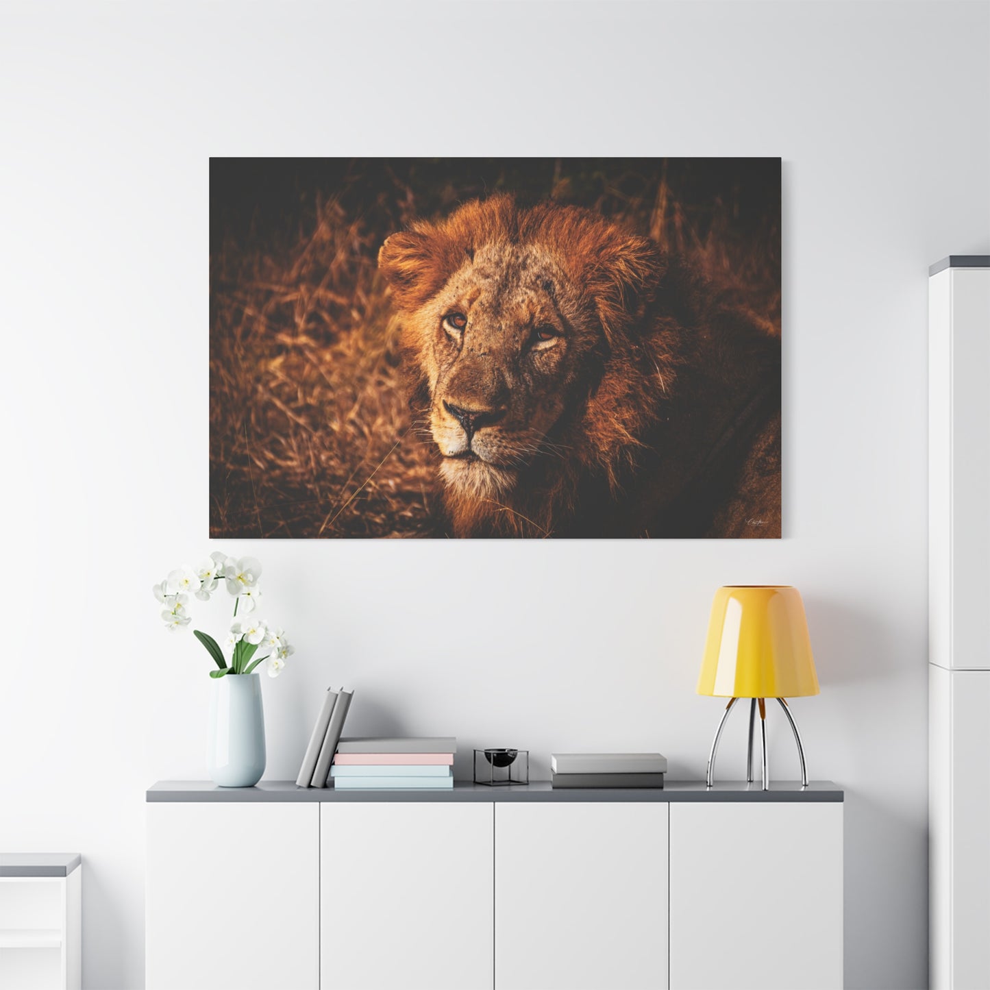 Old Lion Canvas Print