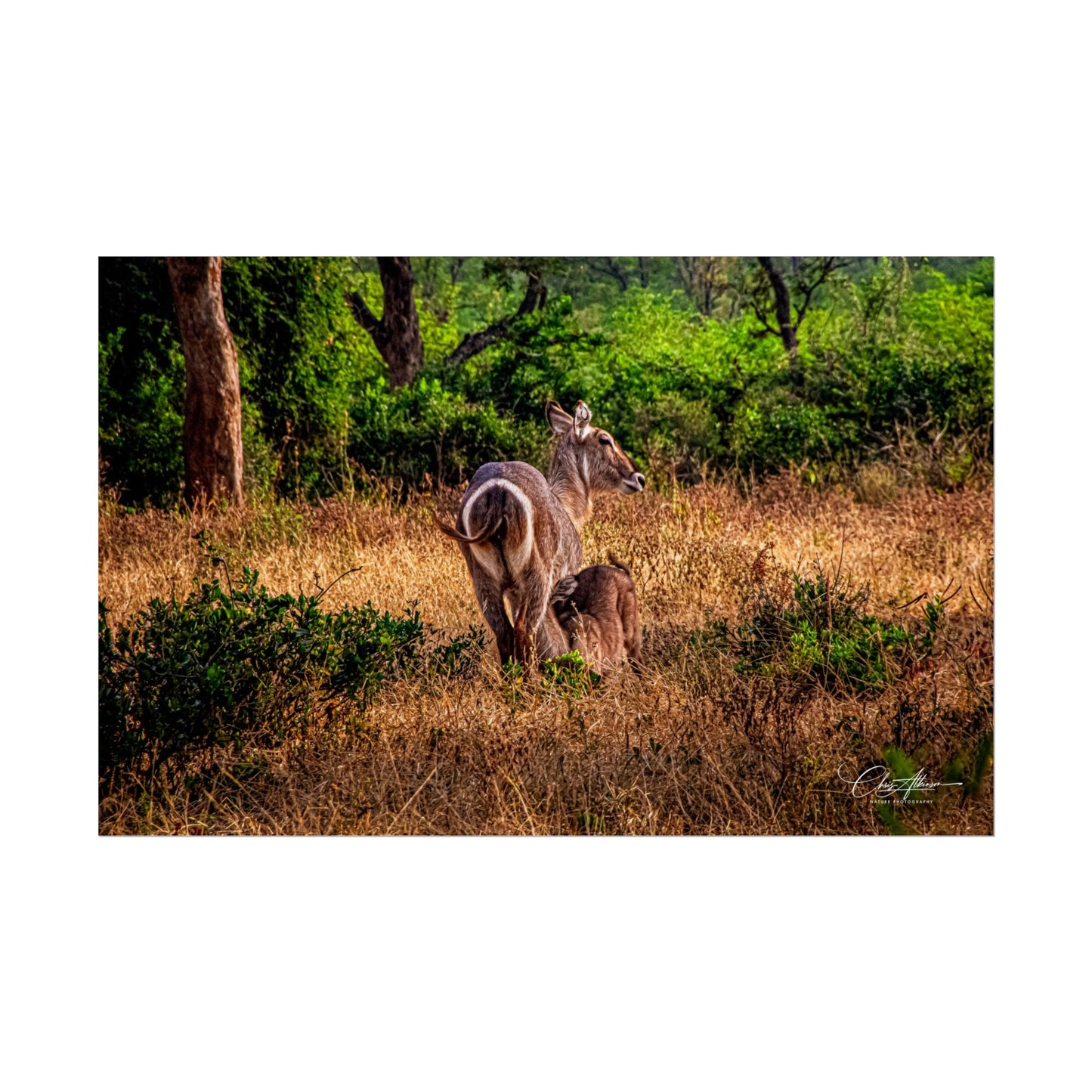 Rolled Posters - Waterbuck and Baby