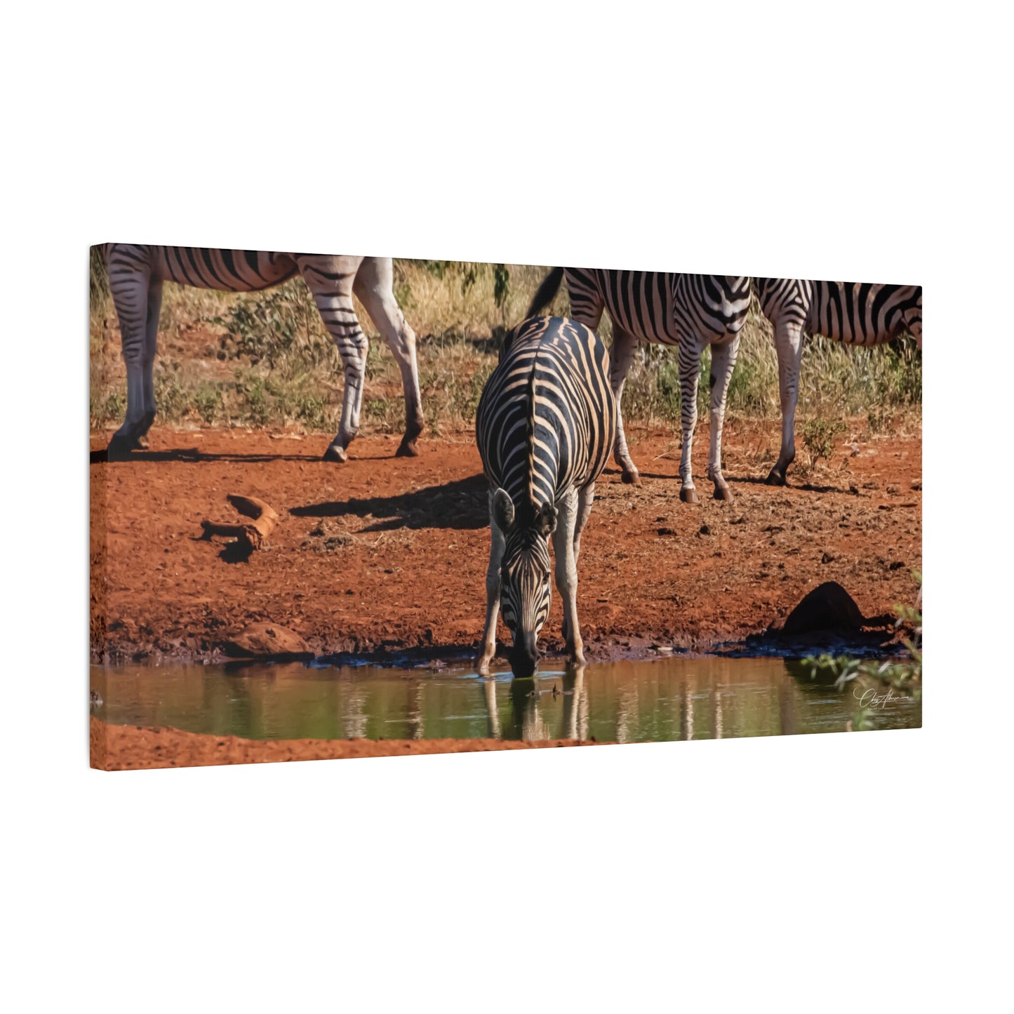 Matte Canvas, Stretched, 1.25" - Zebra at Waterhole