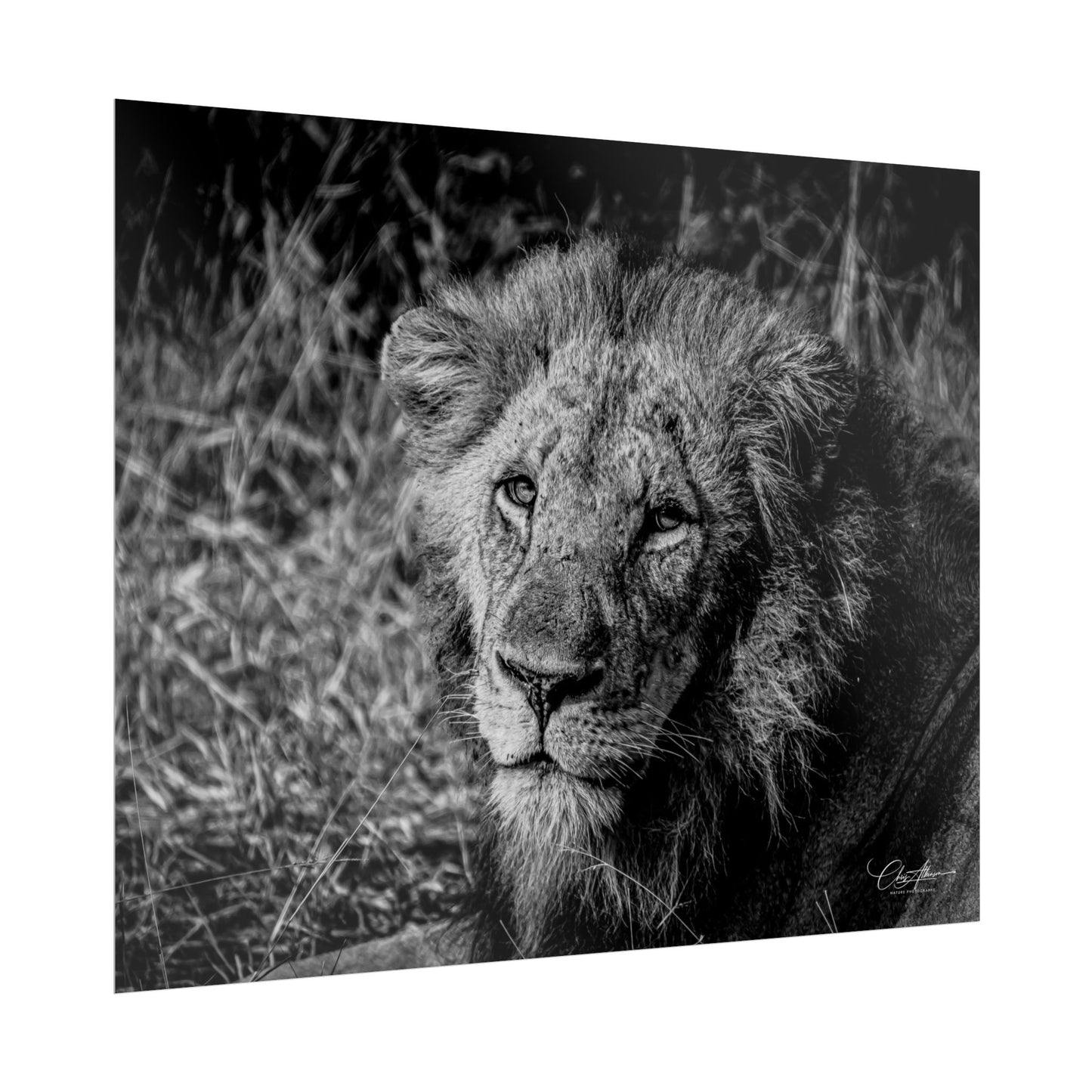 Rolled Posters - Old Lion B&W