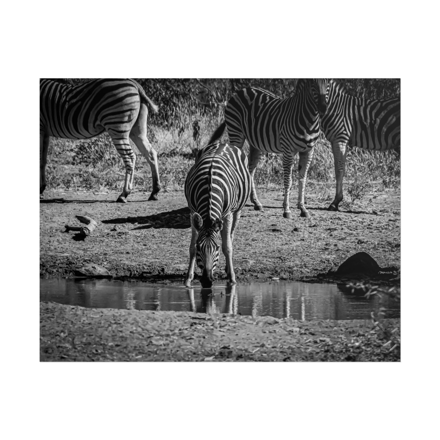 Rolled Posters - Zebra at Waterhole B&W