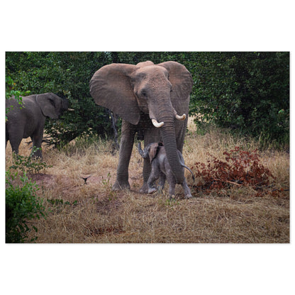 Jigsaw Puzzle (30, 110, 252, 500, 1000 Piece) - Elephant and Calf