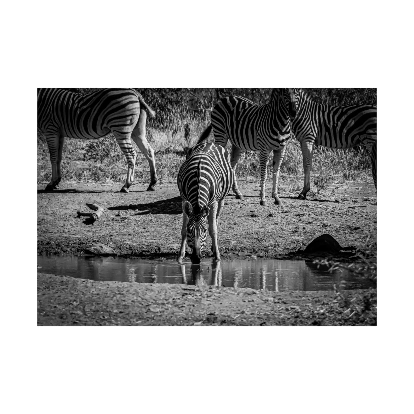 Rolled Posters - Zebra at Waterhole B&W 40" x 28" (Horizontal) Semi Glossy