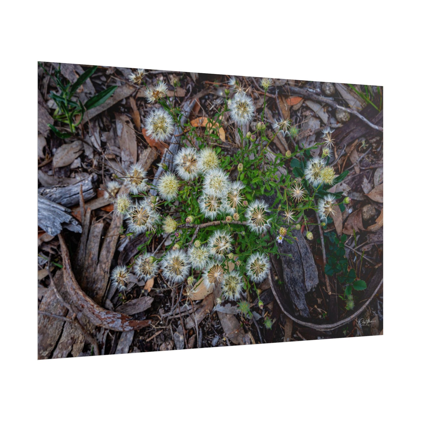 Rolled Posters - Australian Wildflower Collection