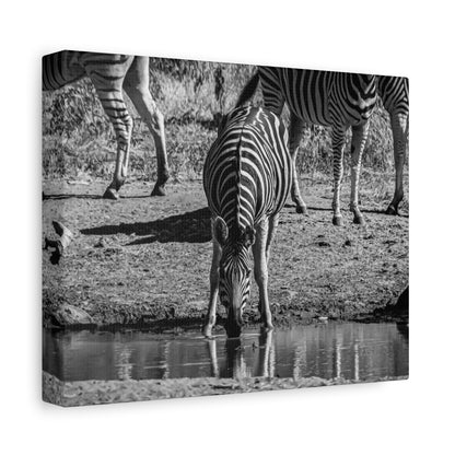 Zebra Nature Print Canvas Print B&W