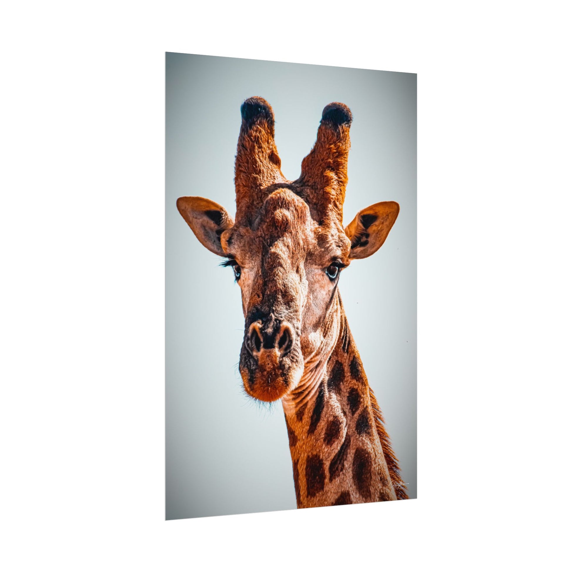 Portrait of Giraffe Poster