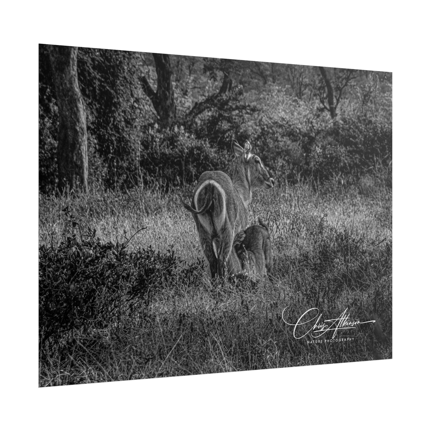 Waterbuck Baby Animal Posters B&W