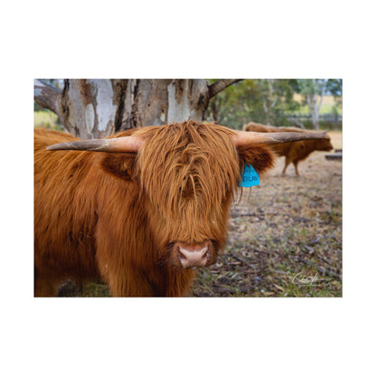 Rolled Posters - Scottish Highland Cattle