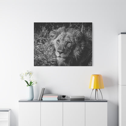 Old Lion Canvas Print B&W