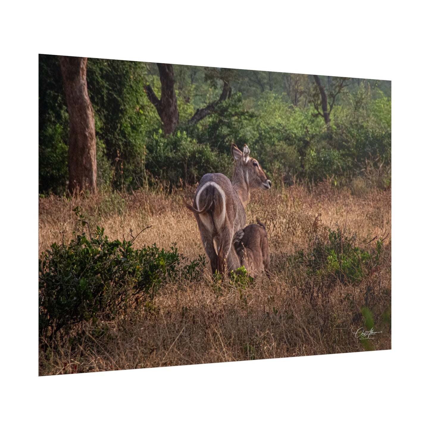 Rolled Posters - Waterbuck and Baby