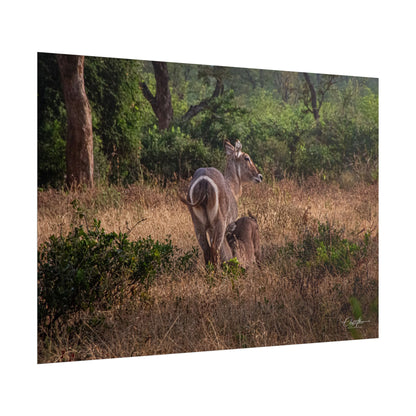 Rolled Posters - Waterbuck and Baby