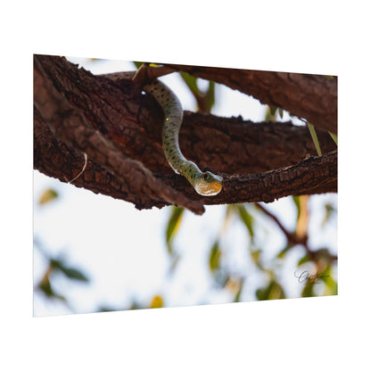 Rolled Posters - Spotted Bush Snake