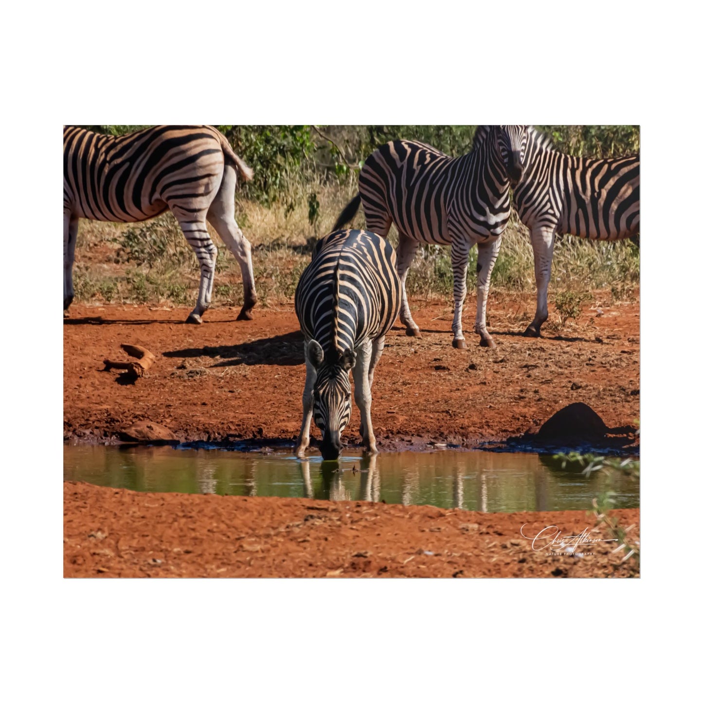 Rolled Posters - Zebra at Waterhole