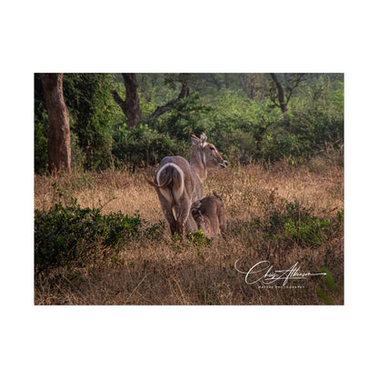 Rolled Posters - Waterbuck and Baby