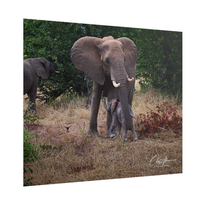 Rolled Posters - Elephant and Baby