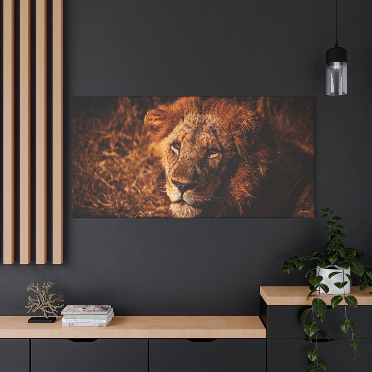 Old Lion Canvas Print