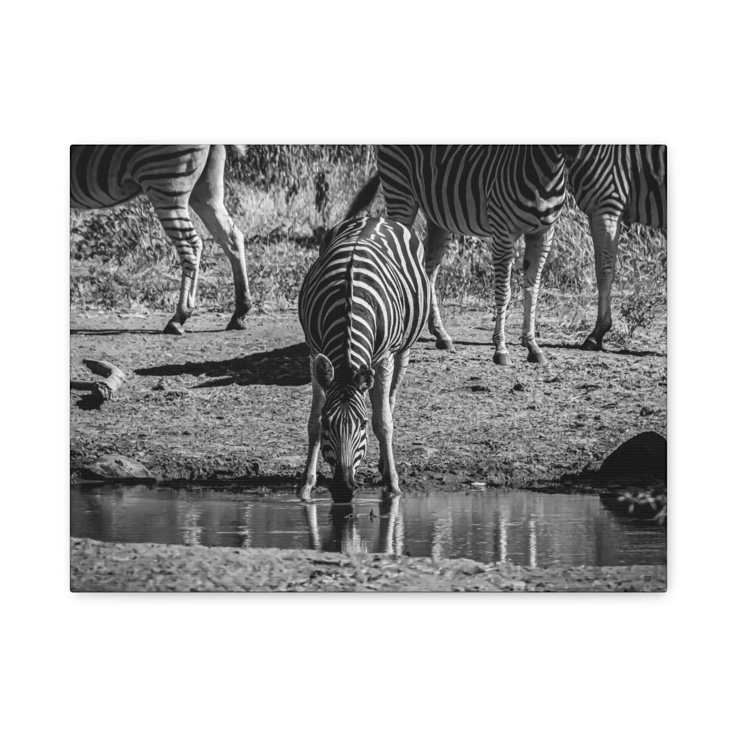 Zebra Nature Print Canvas Print B&W 16″ x 12″ (Horizontal) 1.25"