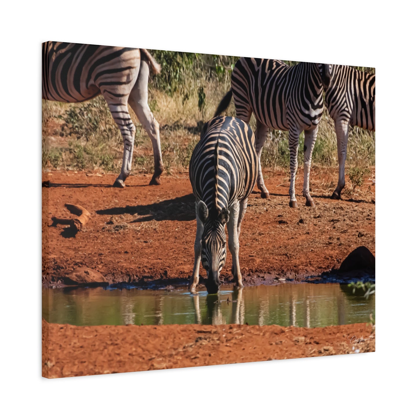 Matte Canvas, Stretched, 1.25" - Zebra at Waterhole