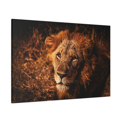 Old Lion Canvas Print