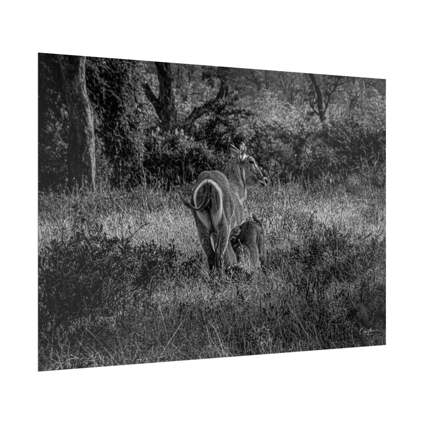 Waterbuck Baby Animal Posters B&W