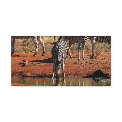 Matte Canvas, Stretched, 1.25" - Zebra at Waterhole