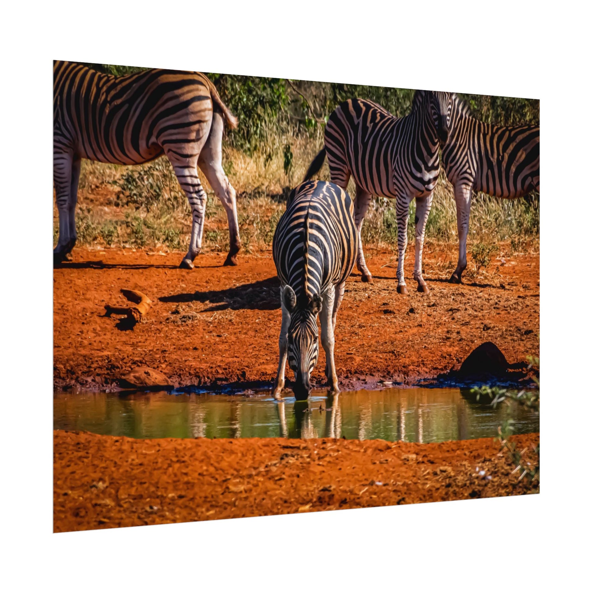 Rolled Posters - Zebra at Waterhole