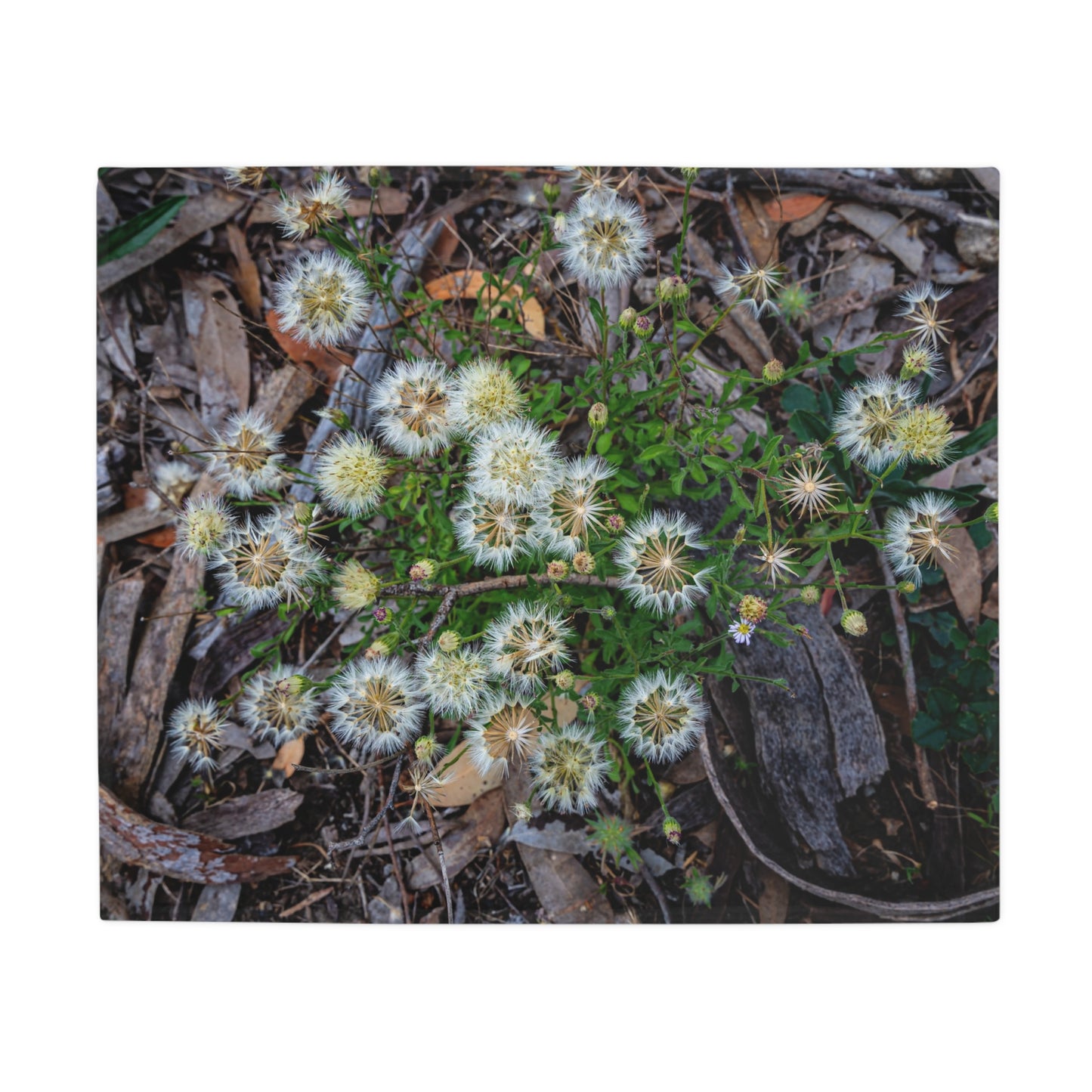 Australian Wildflower Blanket 50" × 60"