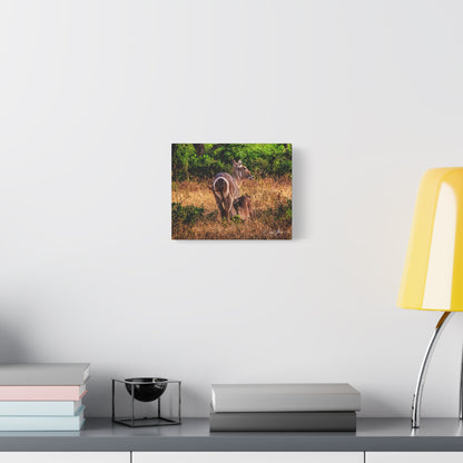 Waterbuck Nature Prints Matte Canvas