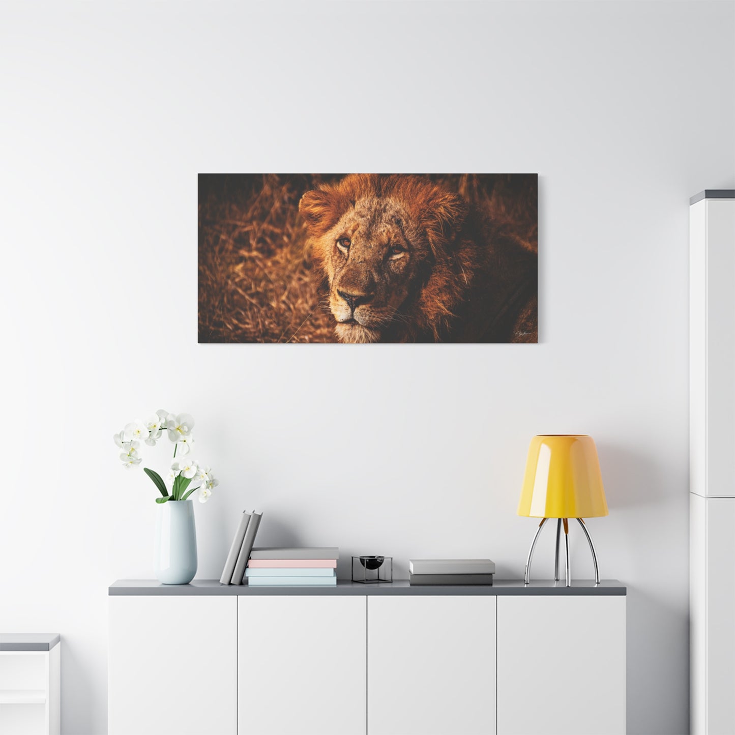 Old Lion Canvas Print