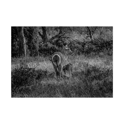 Waterbuck Baby Animal Posters B&W 40" x 28" (Horizontal) Semi Glossy